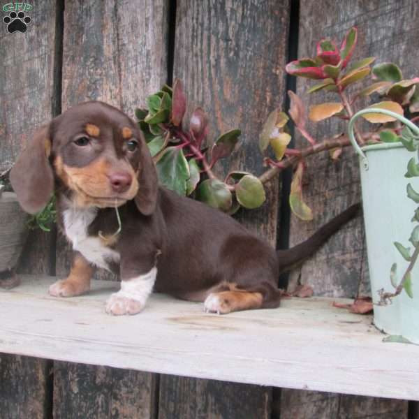 Patsy, Dachshund Puppy